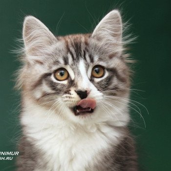chat Sibérien black silver spotted tabby & blanc Ustin Deschachou 1359 chat Sibérien black silver spotted tabby & blanc Ustin Deschachou 1359