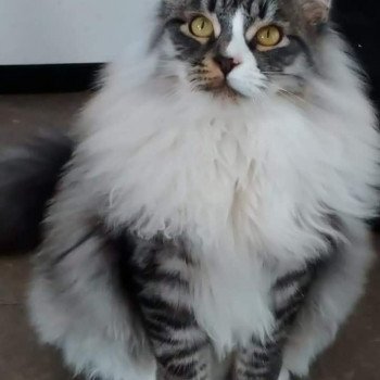 chat Sibérien black silver spotted tabby & blanc Ustin Deschachou 1359 chat Sibérien black silver spotted tabby & blanc Ustin Deschachou 1359