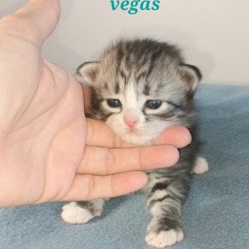 chaton Sibérien black silver mackerel tabby & blanc Végas élevage de chat sibérien deschachou 1359