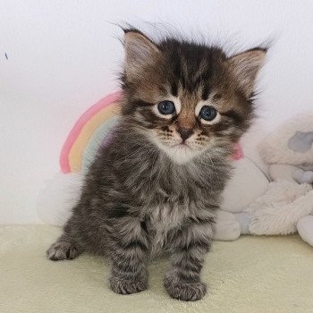 chaton Sibérien brown mackerel tabby Vénus élevage de chat sibérien deschachou 1359