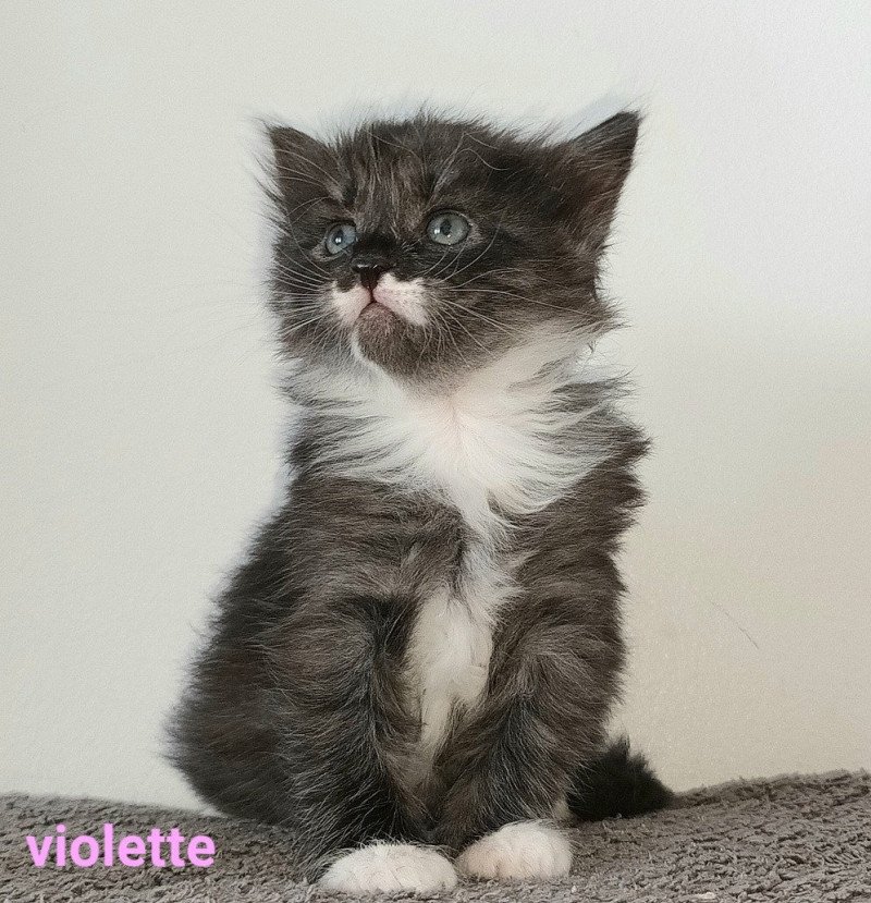 Violette Deschachou 1359 Femelle Sibérien Violette Deschachou 1359 Femelle Sibérien