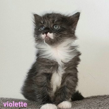chaton Sibérien black smoke & blanc Violette élevage de chat sibérien deschachou 1359 chaton Sibérien black smoke & blanc Violette élevage de chat sibérien deschachou 1359