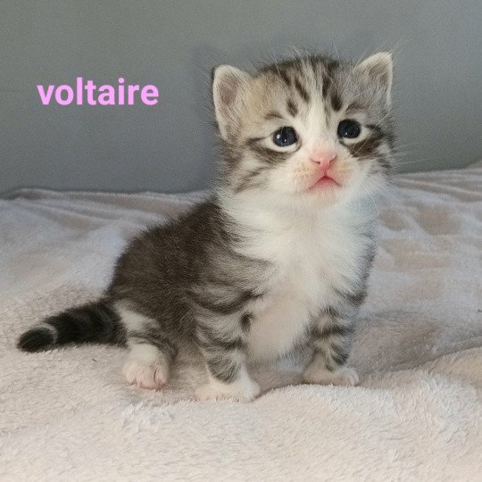 Voltaire Deschachou 1359 Mâle Sibérien