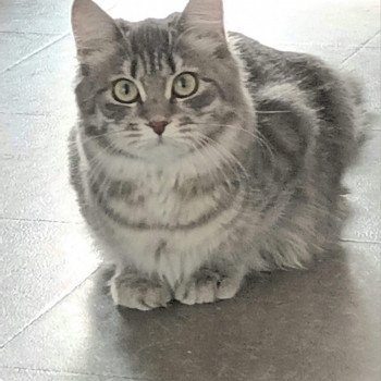 chat Sibérien Yasmine colour foot pl élevage de chat sibérien deschachou 1359
