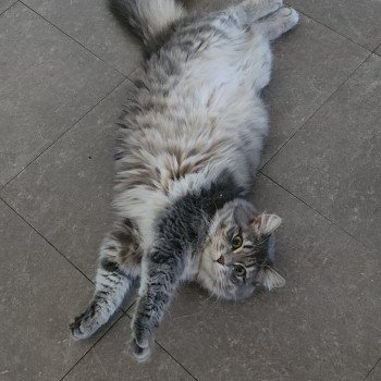 chat Sibérien Yasmine colour foot pl élevage de chat sibérien deschachou 1359