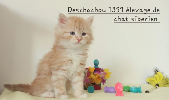 élevage de chat sibérien deschachou 1359